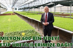 400 Bin Kışlık Sebze Fidesi Dağıtıma Hazır